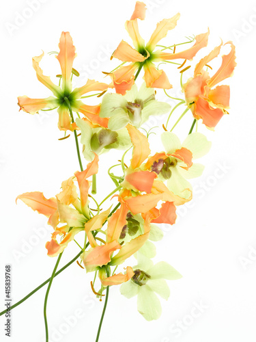 orchids and leaves on white background