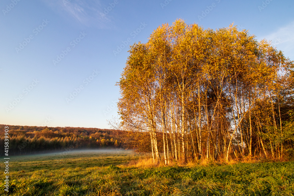 Naklejka premium autumn landscape with trees