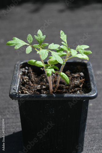 tomato seedlings in a pot