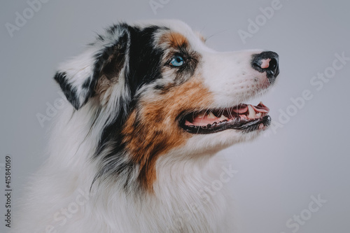 Close up photography of cute and cheerful australian dog with colourful fur in white background. © Fxquadro