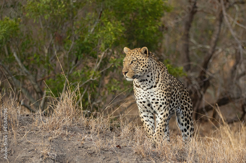Leopard male walking on the plains in Sabi Sands Game Reserve in the Greater Kruger Region in South Africa