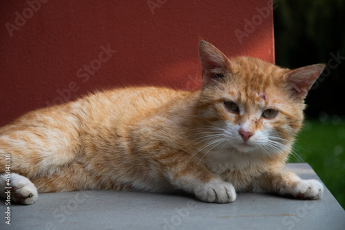 cat on the table