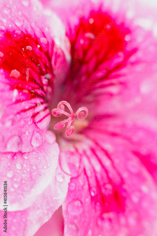 Drop of water morning dew on pink petal of blooming flower, macro close up. Water drop flowing down summer flower. Natural background. Drop of water morning dew on pink petal of blooming flower, macro close up. Water drop flowing down summer flower. Natural background.