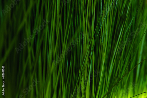 Green grass macro, closeup lawn meadow plant background