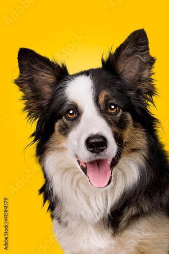portrait of a border collie sheepdog