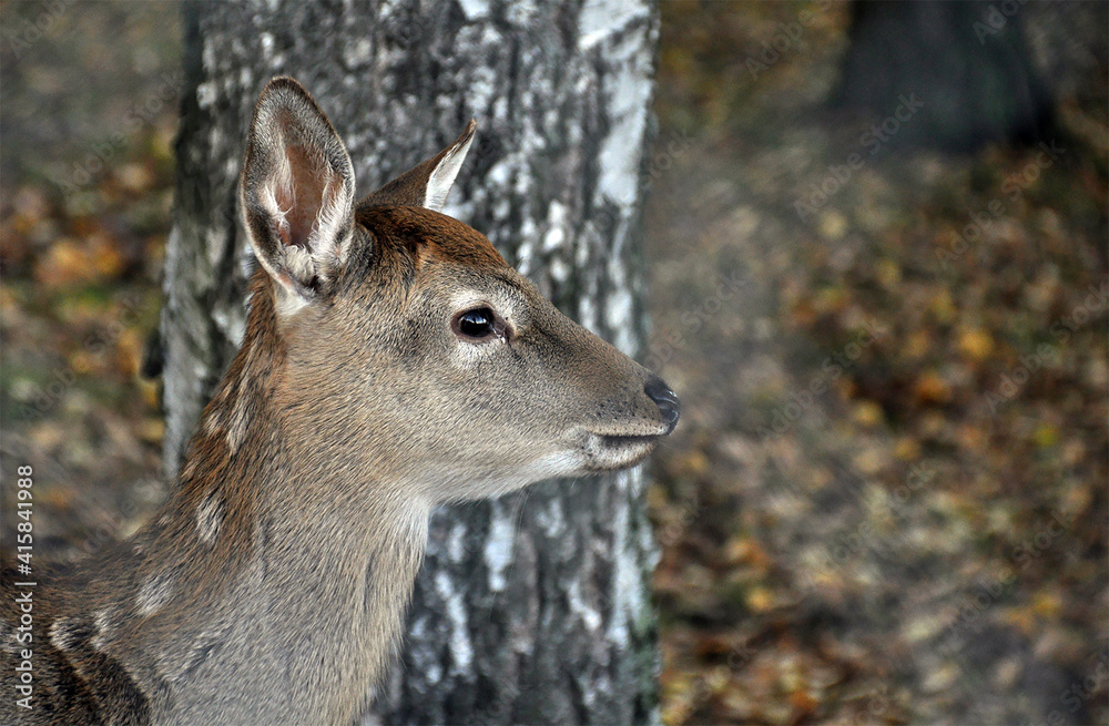 Portrait of a young female fallow deer doe at park, fall