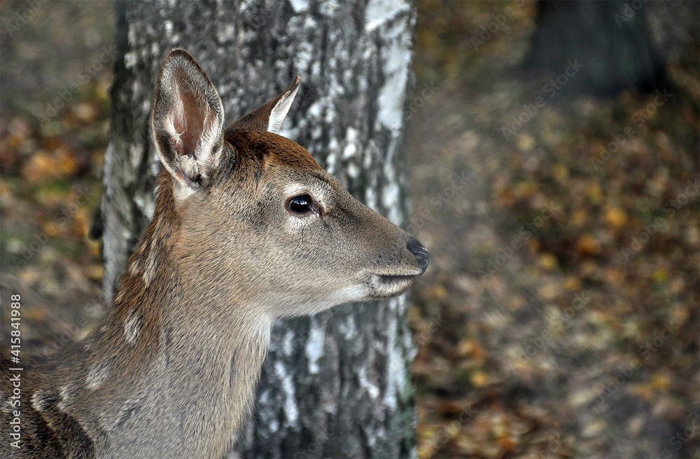 Portrait of a young female fallow deer doe at park, fall Portrait of a young female fallow deer doe at park, fall