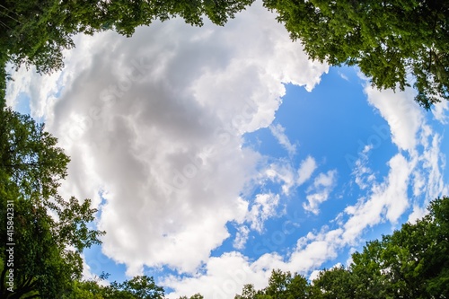 forest sky wide angle tree,...