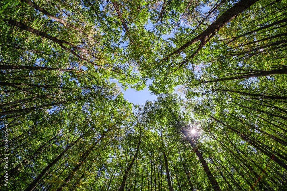 Beautiful blue sky top foliage, colorful. Beautiful blue sky top foliage, colorful.