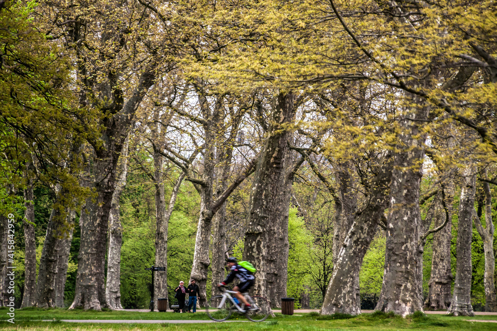 a cyclist cycling inside a public park full of high trees. a cyclist cycling inside a public park full of high trees.