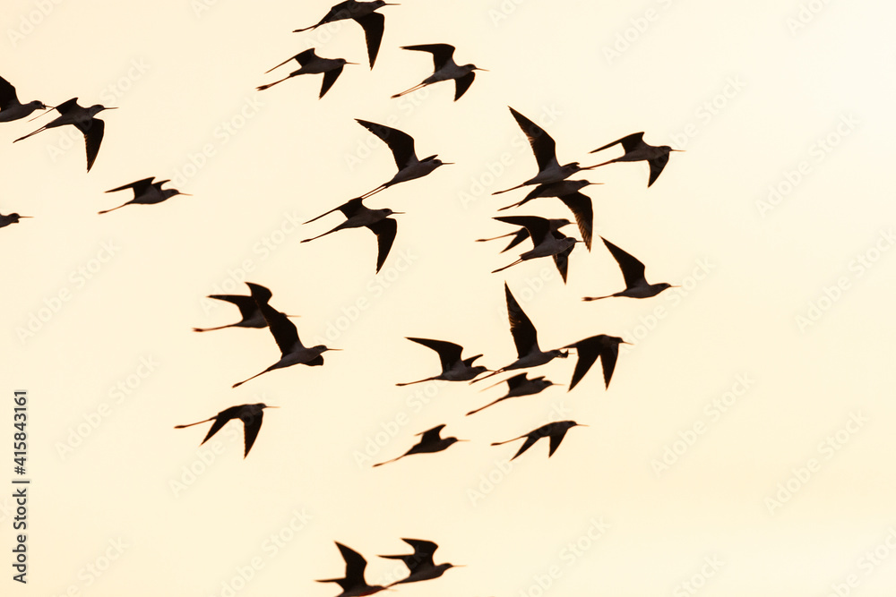 Steltkluut, Black-winged Stilt, Himantopus himantopus Steltkluut, Black-winged Stilt, Himantopus himantopus