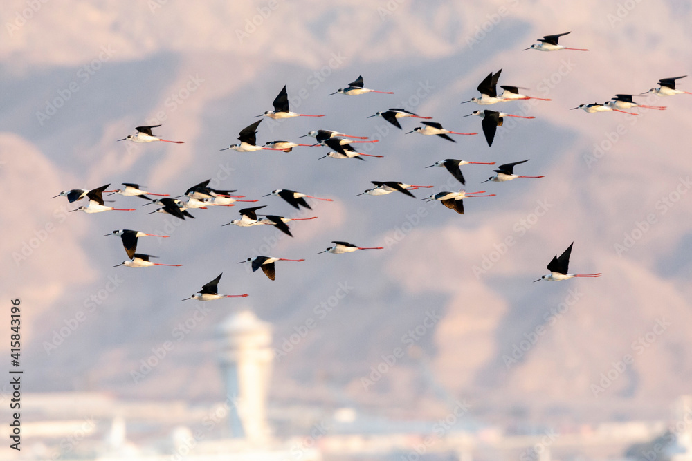 Steltkluut, Black-winged Stilt, Himantopus himantopus Steltkluut, Black-winged Stilt, Himantopus himantopus