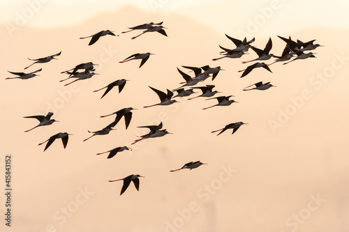 Steltkluut, Black-winged Stilt, Himantopus himantopus
