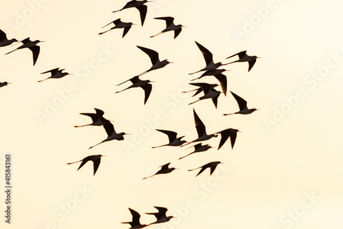 Steltkluut, Black-winged Stilt, Himantopus himantopus