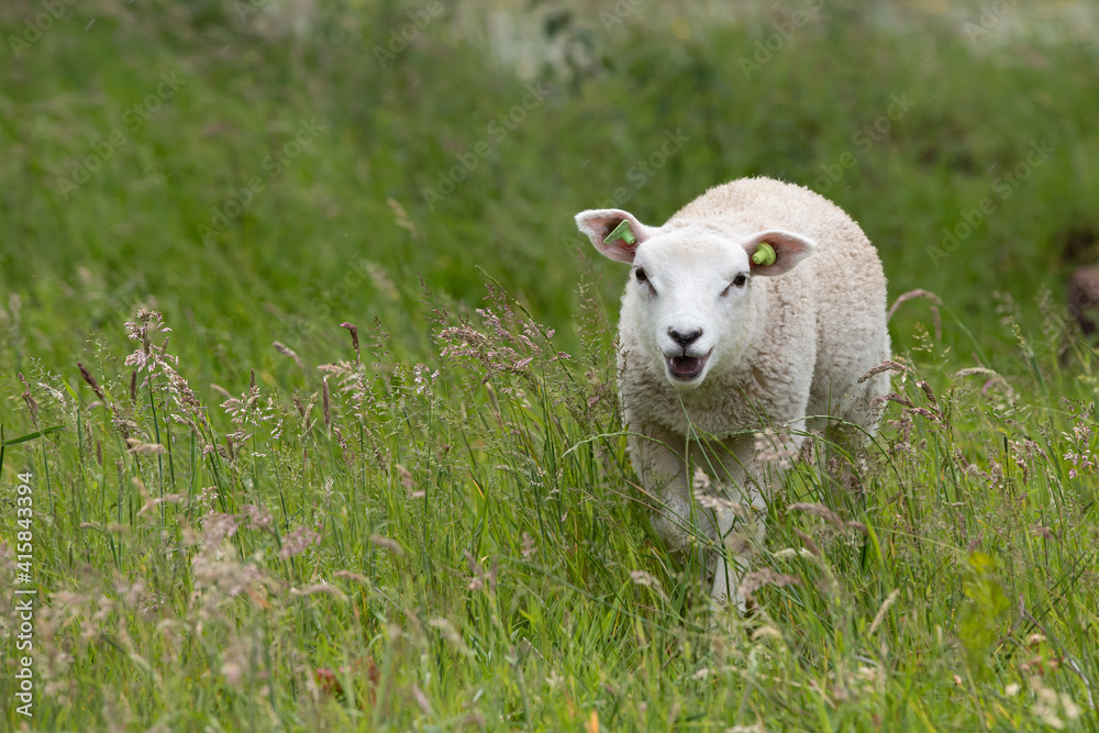 Obraz premium A cheerful lamb in the meadow in the spring