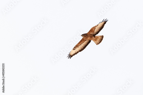 Steppebuizerd, Steppe Buzzard, Buteo buteo vulpinus photo