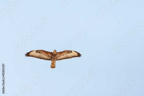 Steppebuizerd, Steppe Buzzard, Buteo buteo vulpinus photo