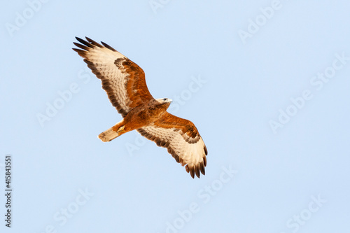 Steppebuizerd, Steppe Buzzard, Buteo buteo vulpinus photo