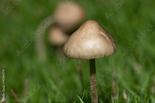 Little Mushroom photo