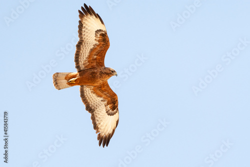 Steppebuizerd, Steppe Buzzard, Buteo buteo vulpinus photo