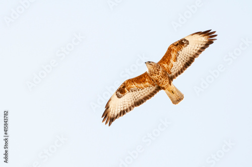 Steppebuizerd, Steppe Buzzard, Buteo buteo vulpinus photo