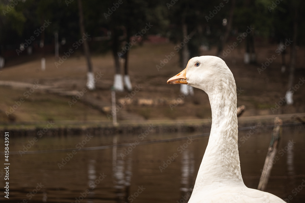 white duck headshot with blurred background white duck headshot with blurred background