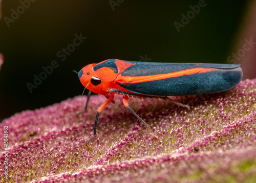 leaf macro hooper insect in a leaf