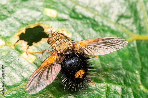 haired macro fly in a leaf