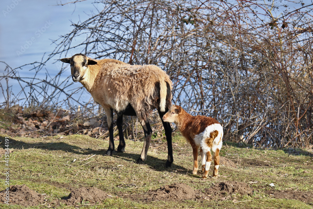 Obraz premium Kamerunschaf Mutterschaf mit Lamm bei Sonnenschein auf einem Bauernhof