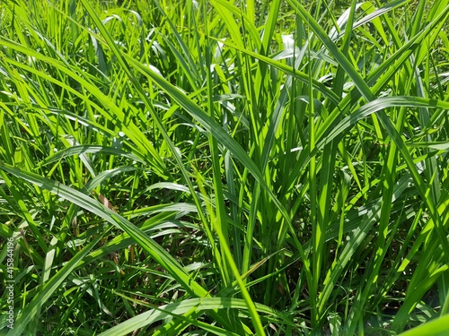 grama, capim, verde, mato, terreno, 