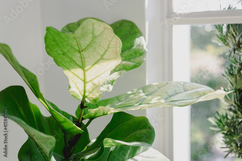 Fiddle Leaf Figs should be placed in front of a window that will receive photo