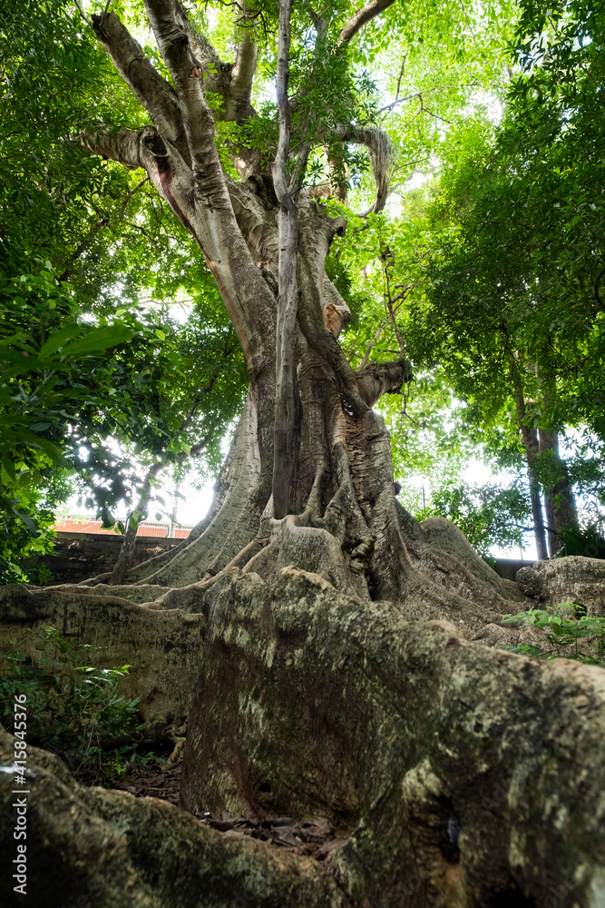 tree in the woods