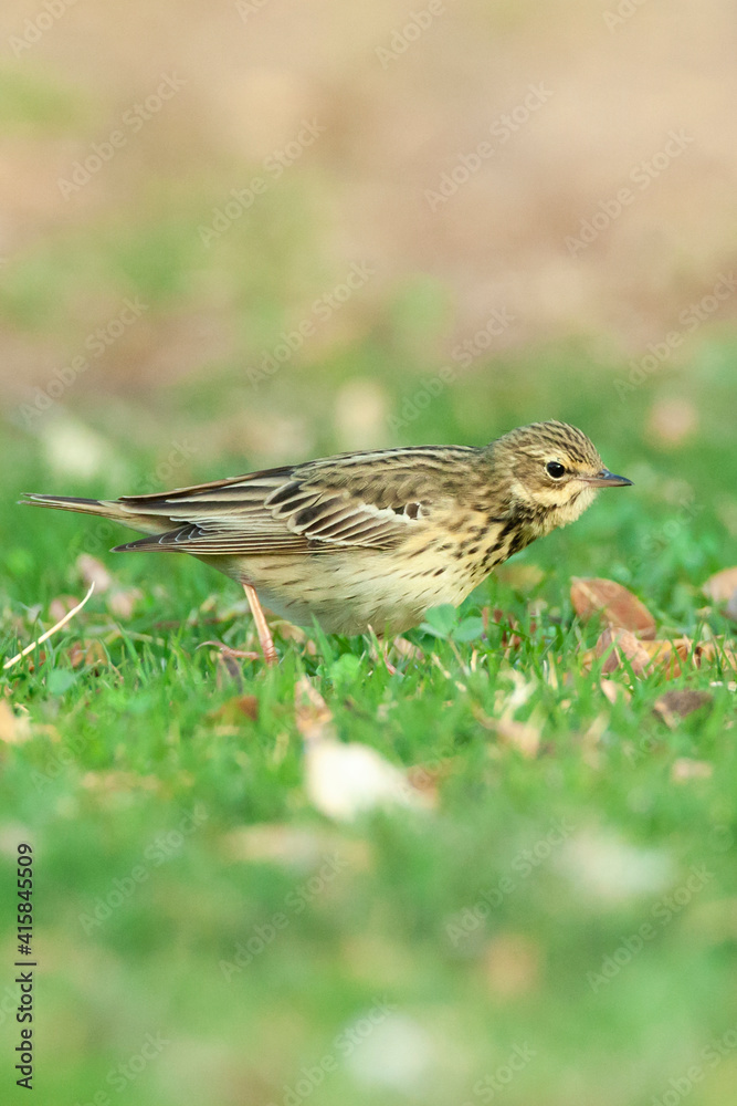 Boompieper, Tree Pipit, Anthus trivialis