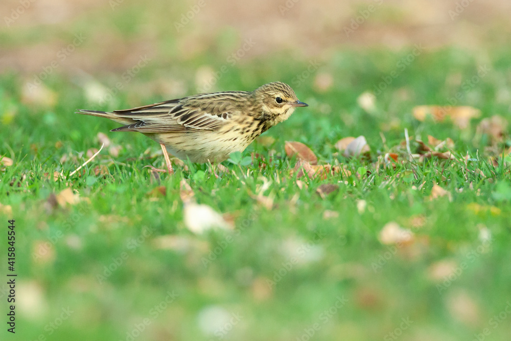 Boompieper, Tree Pipit, Anthus trivialis Boompieper, Tree Pipit, Anthus trivialis