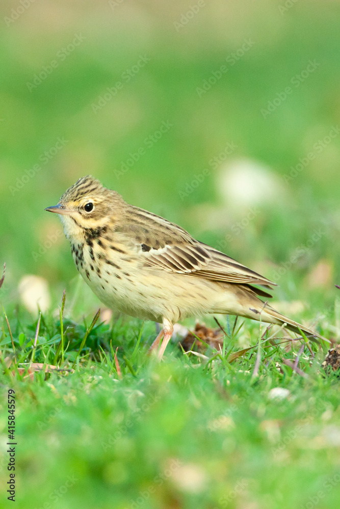 Boompieper, Tree Pipit, Anthus trivialis Boompieper, Tree Pipit, Anthus trivialis