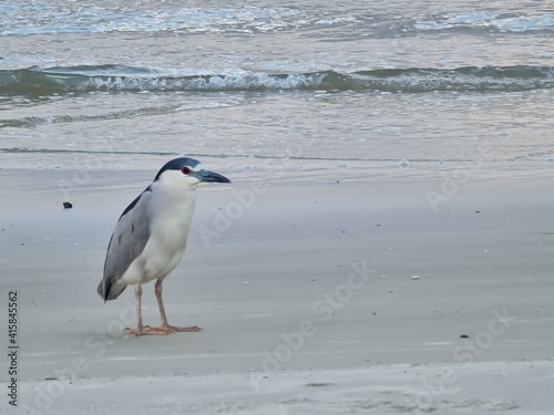 praia, água, mar, pássaro, natureza, areia, ondas, vida selvagem