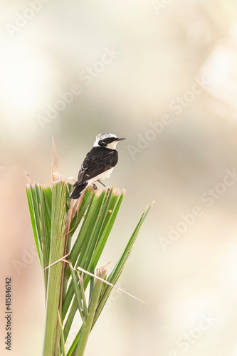 Vitatta Bonte Tapuit, Vittata Pied Wheatear, Oenanthe pleschanka vittata photo