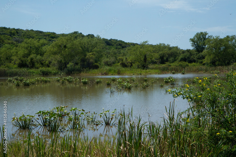 Environmental. Wetland preservation. View of the lake, reeds, aquatic plants, and jungle vegetation. 