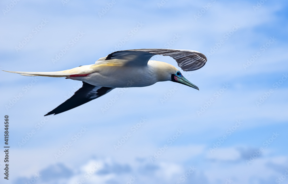 Obraz premium Seabird Masked, Blue-faced Booby (Sula dactylatra) flying over the blue and calm ocean. Seabird is hunting for flying fish jumping out of the water.