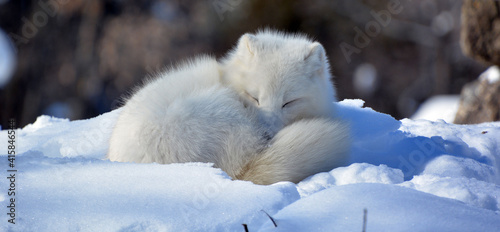 Photography In winter arctic fox (Vulpes lagopus), also known as the white, polar or snow fo