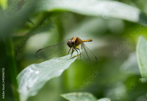 Flying insects. Macro shot of a yellow dragonfly with long transparent wings resting in a green leaf in the tropical rainforest.