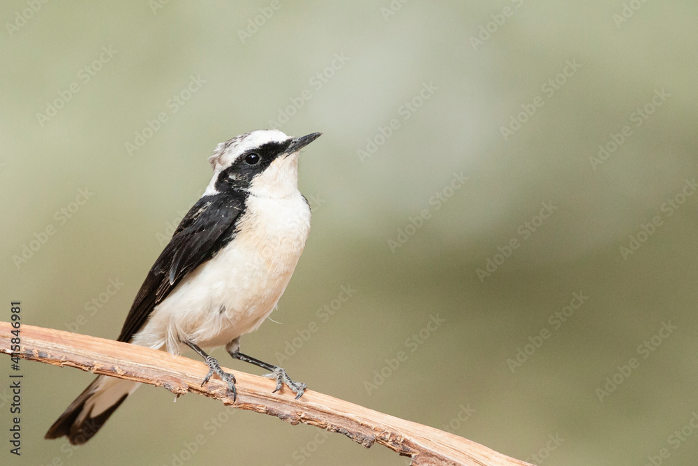 Vitatta Bonte Tapuit, Vittata Pied Wheatear, Oenanthe pleschanka vittata Vitatta Bonte Tapuit, Vittata Pied Wheatear, Oenanthe pleschanka vittata