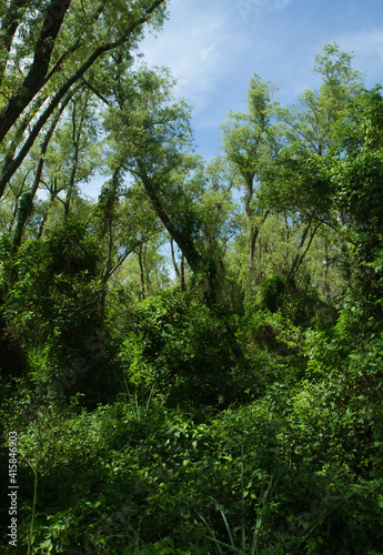 Tropical forest. View of the green woods foliage. Different species of trees and plants in the South American jungle.