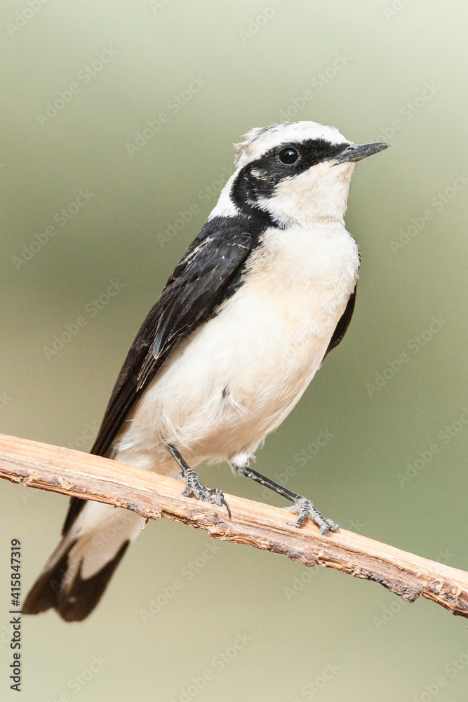 Obraz premium Vitatta Bonte Tapuit, Vittata Pied Wheatear, Oenanthe pleschanka vittata