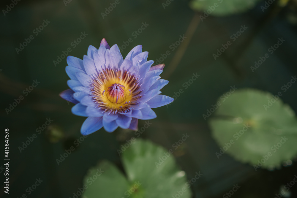 Nymphaea nouchali var caerulea in Queen Sirikit botanical garden in Chaing Mai Nymphaea nouchali var caerulea in Queen Sirikit botanical garden in Chaing Mai