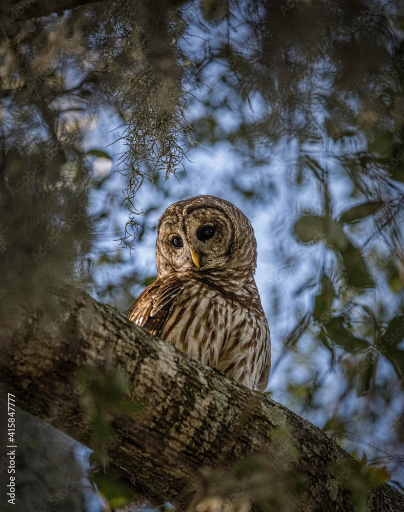 Obraz premium Barred owl