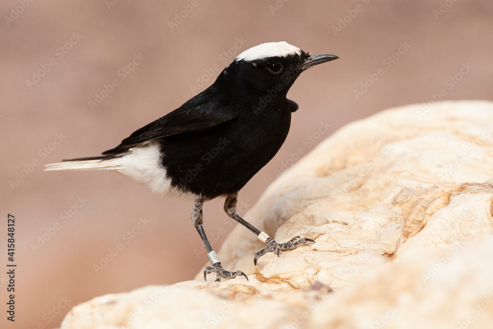 Witkruintapuit, White-crowned Wheatear, Oenanthe leucopyga Witkruintapuit, White-crowned Wheatear, Oenanthe leucopyga