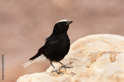 Witkruintapuit, White-crowned Wheatear, Oenanthe leucopyga photo