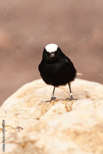 Witkruintapuit, White-crowned Wheatear, Oenanthe leucopyga photo