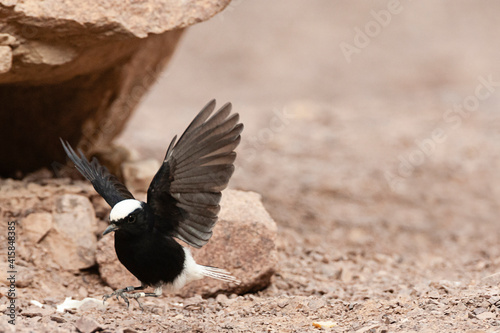 Witkruintapuit, White-crowned Wheatear, Oenanthe leucopyga photo